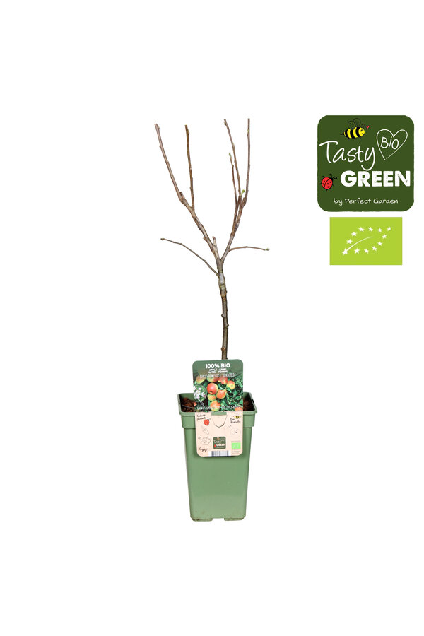 Appelboom Jonagold