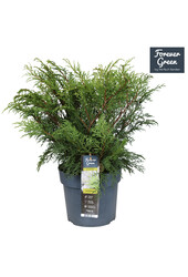 Microbiota decussata P19