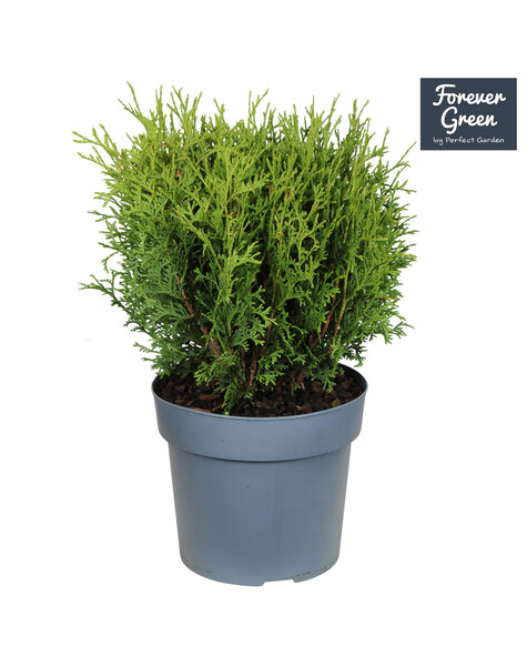Thuja occidentalis Danica P19