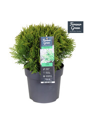 Thuja occidentalis Danica P19