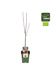 Perenboom Rote Williams