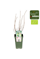 Ribes uva-crispa Easycrisp® Mr. Green® Bio P19