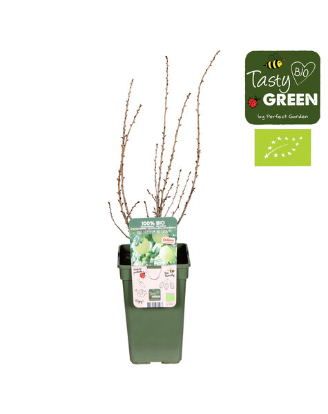 Ribes uva-crispa Easycrisp® Mr. Green® Bio P19