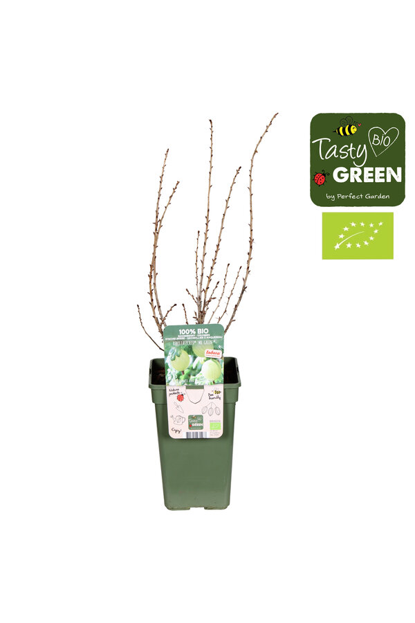 Ribes uva-crispa Easycrisp® Mr. Green® Bio P19