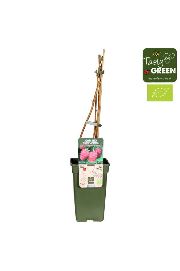 Rubus idaeus Autumn Chef® Bio P19