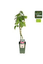Rubus idaeus Autumn Chef® Bio P19