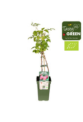 Rubus idaeus Autumn Chef® Bio P19