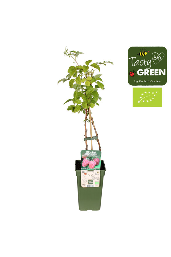 Rubus idaeus Autumn Chef® Bio P19