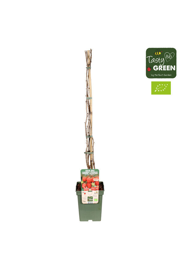 Rubus ideaus Summer Chef® Bio P23