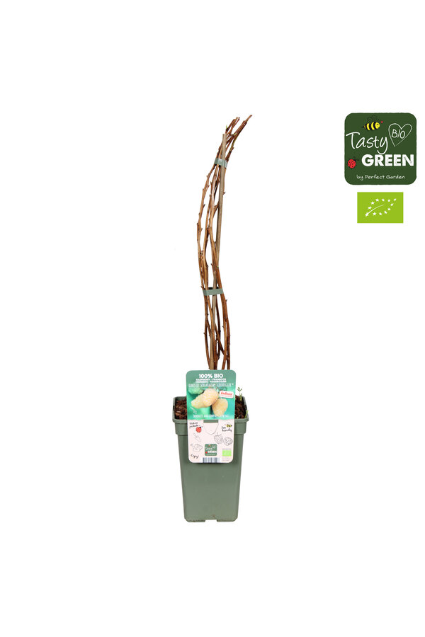 Rubus idaeus Schlaraffia Golddigger® Bio P19