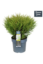 Thuja occidentalis Mr. Bowling Ball P19