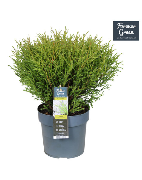 Thuja occidentalis Mr. Bowling Ball P19