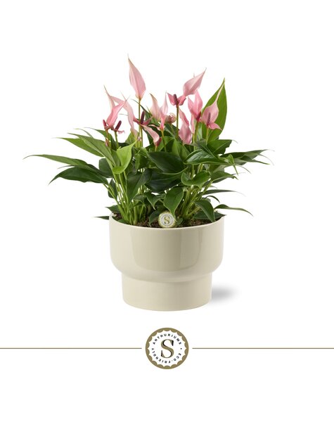 Anthurium