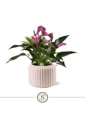 Anthurium Zizou in Bologna Pastel