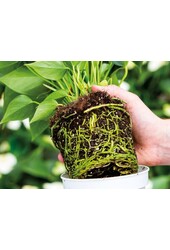 Anthurium Zizou in Bologna Pastel