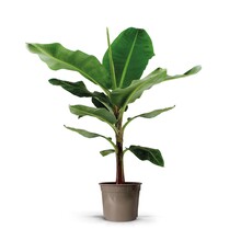 Bananenplant Musa Tropicana S