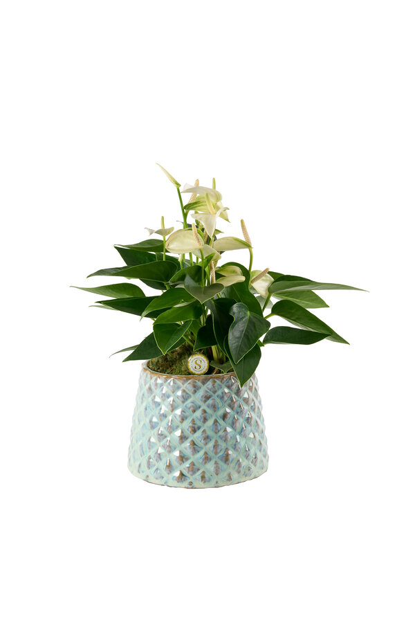 Anthurium White in Florence Ice Blue