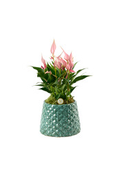 Anthurium Lilli in Florence Blue Green