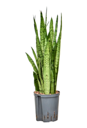 Hydroplant Sansevieria Trifasciata Silver Mist