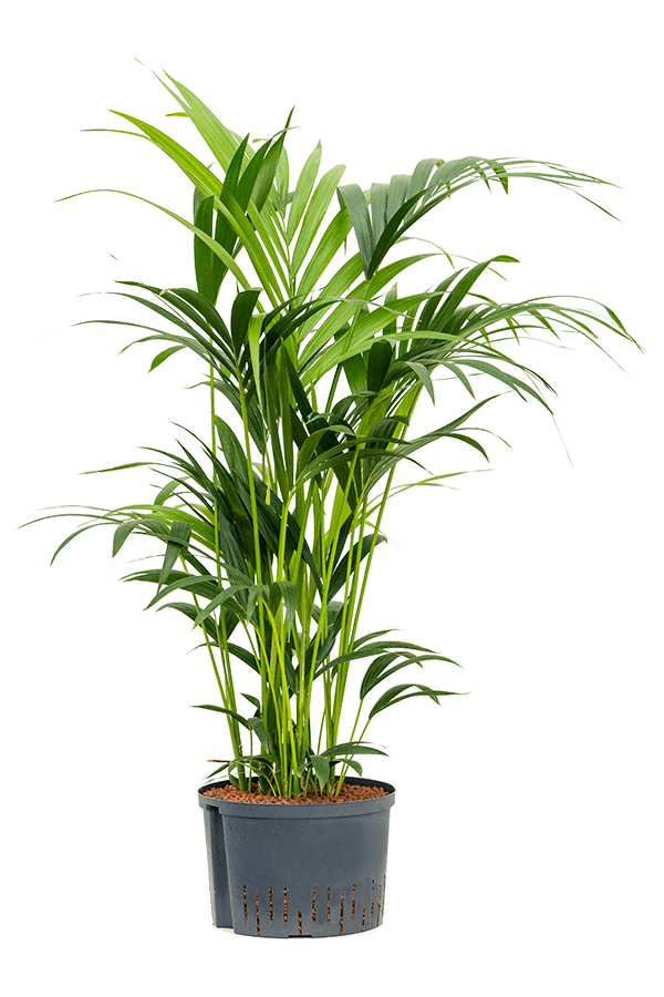 Hydroplant Kentia (Howea) Forsteriana