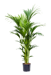 Hydroplant Kentia (Howea) Forsteriana