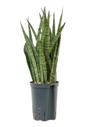 Hydroplant Sansevieria Zeylanica Narrow
