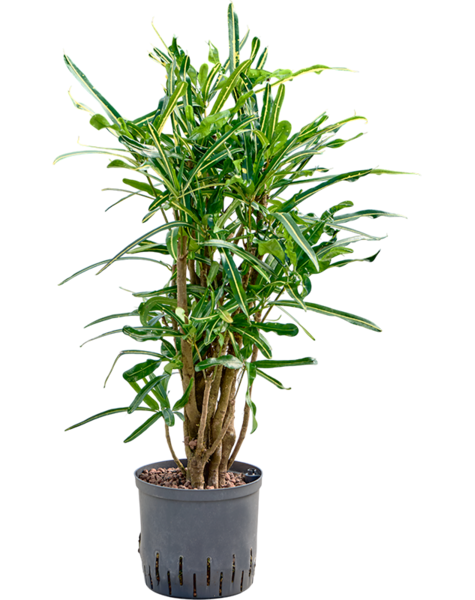 Hydroplant Croton