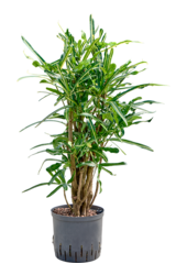 Hydroplant Croton (Codiaeum) Variegatum Banana