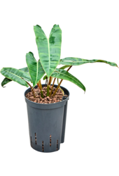 Hydroplant Philodendron Billietiae