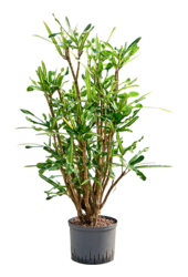 Hydroplant Croton (Codiaeum) Variegatum Banana