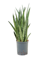 Hydroplant Sansevieria Zeylanica Narrow
