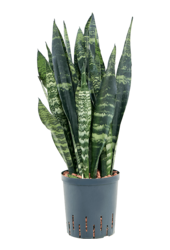 Hydroplant Sansevieria Trifasciata Black Coral