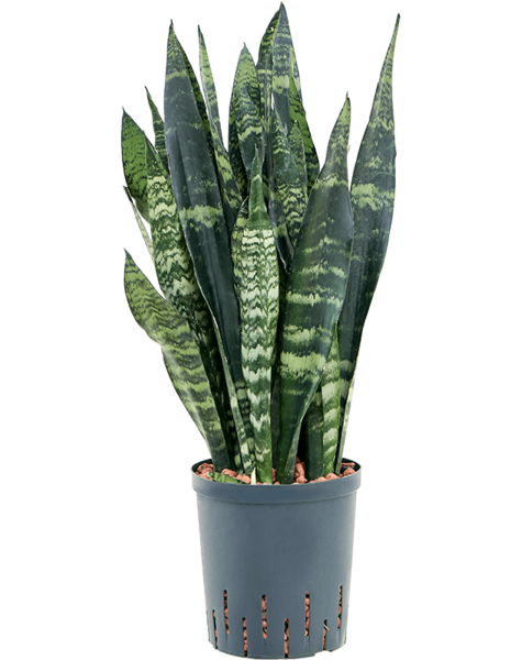 Hydroplant Sansevieria