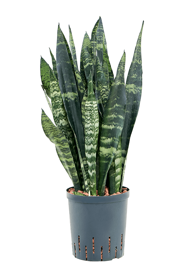 Hydroplant Sansevieria Trifasciata Black Coral