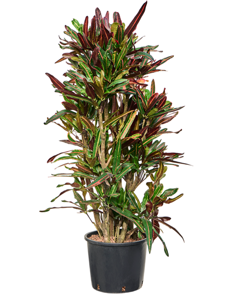 Hydroplant Croton
