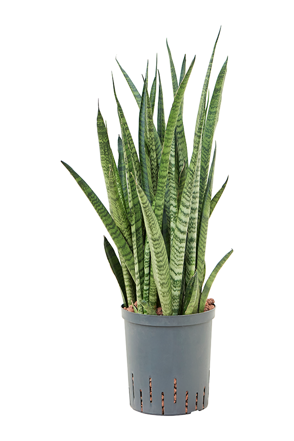 Hydroplant Sansevieria Zeylanica Narrow