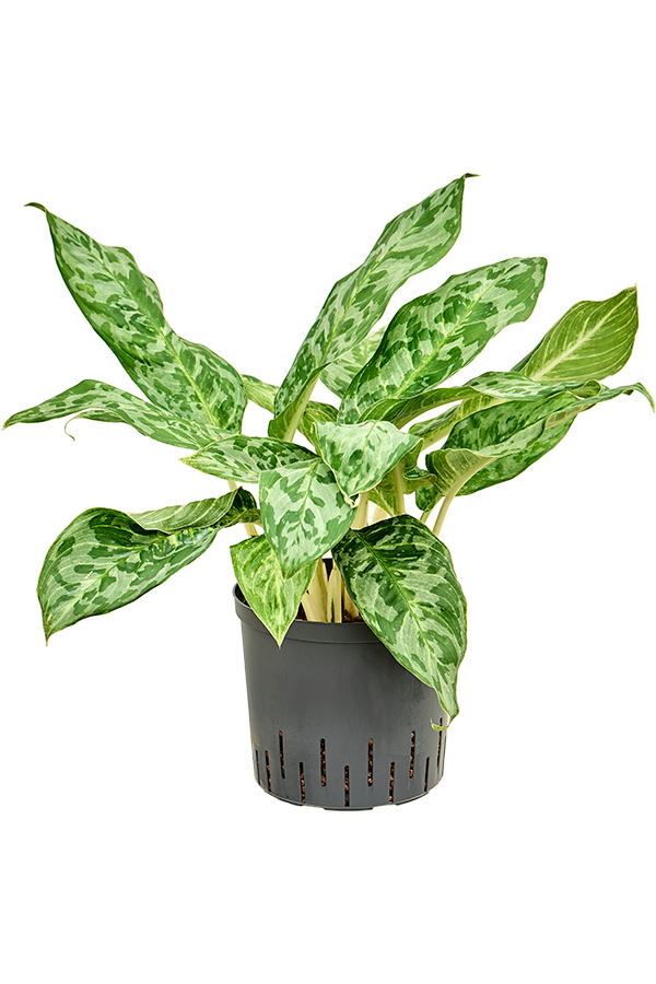 Hydroplant Aglaonema Pavo Real