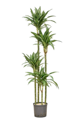 Hydroplant Dracaena Fragrans Ulises