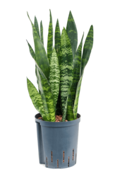 Hydroplant Sansevieria Trifasciata Black Coral