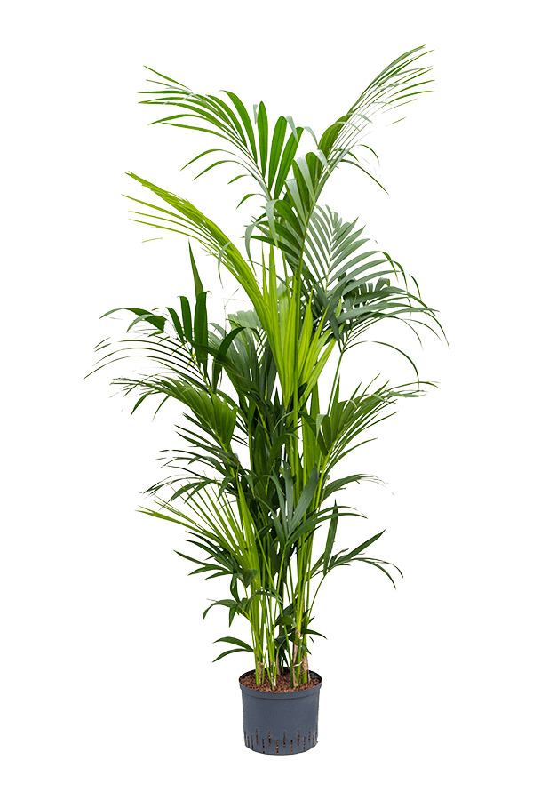 Hydroplant Kentia (Howea) Forsteriana