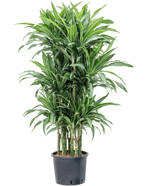 Hydroplant Dracaena
