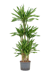 Hydroplant Dracaena Fragrans Riki