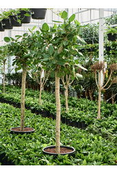 Hydroplant Ficus Benghalensis Audrey