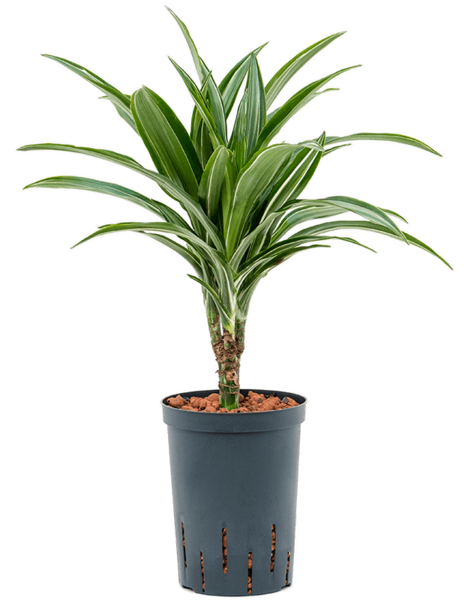 Hydroplant Dracaena