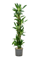 Hydroplant Dracaena Fragrans Burundii