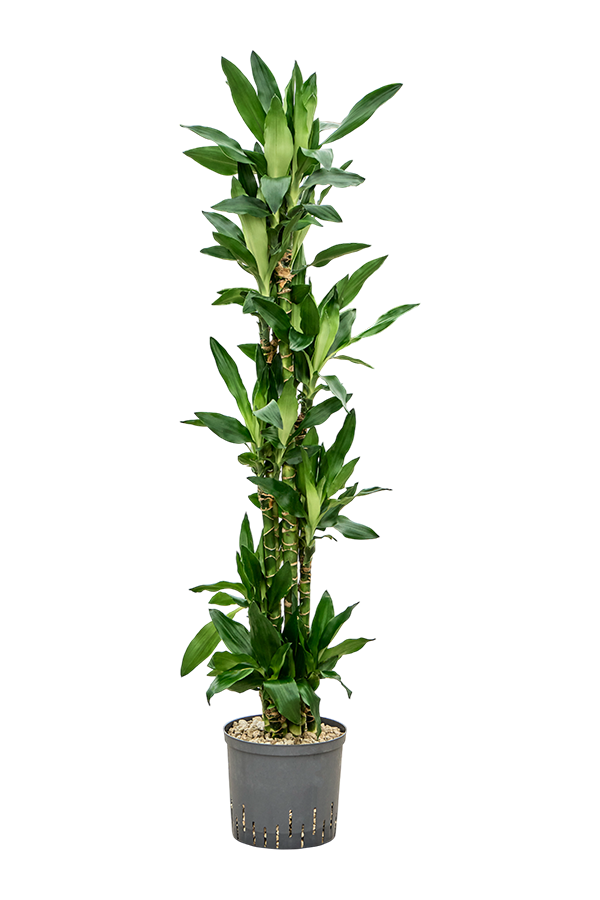 Hydroplant Dracaena Fragrans Burundii