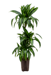 Hydroplant Dracaena Fragrans Hawaiian Sunshine