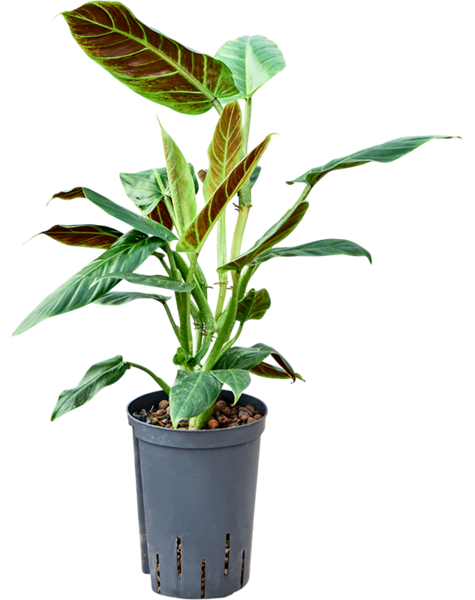 Hydroplant Philodendron