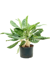 Hydroplant Aglaonema Madonna
