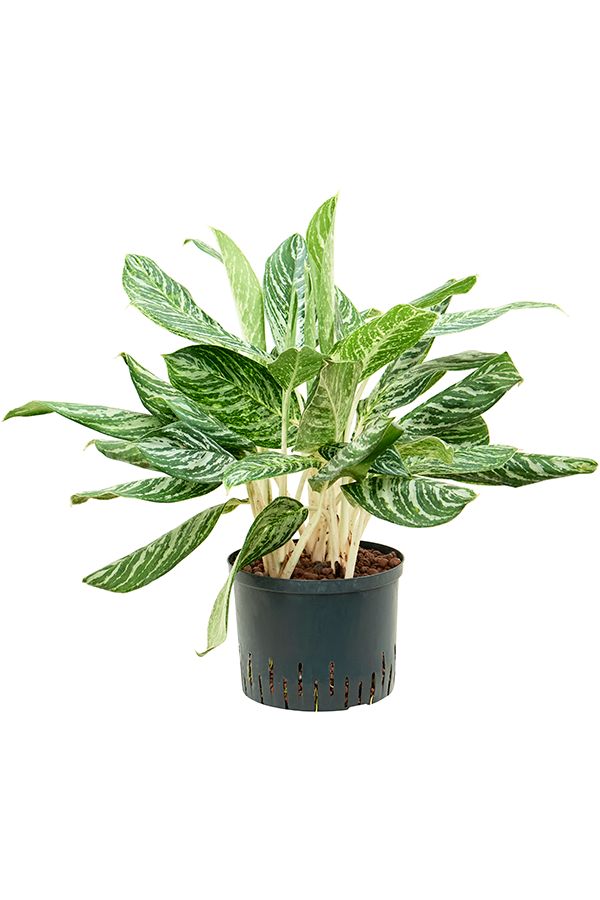 Hydroplant Aglaonema Madonna